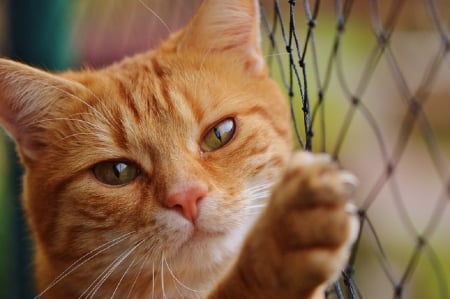 GINGER CAT - FENCE, IMAGE, CAT, GINGER