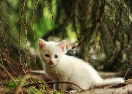 CUTE LITTLE KITTEN - feline, cute, kitten, little