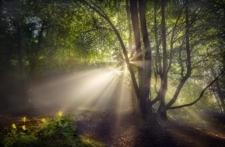 Beautiful Sunrays in the Forest - sunrays, forests, trees, nature