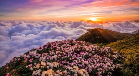 Over the clouds - sky, mountain, hills, landscape, ovewr, lovely, glow, amazing, beautiful, clouds, sunrise, wildflowers