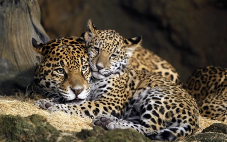 Jaguars - cats, jaguars, mother, cub