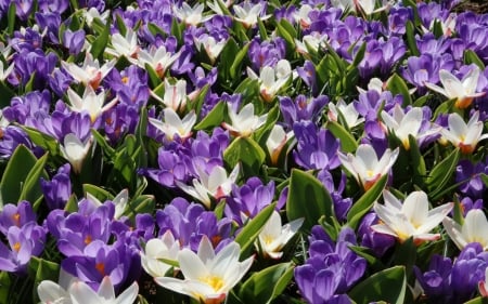 Crocuses - white, crocuses, purple, flowers, spring