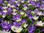 Crocuses