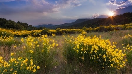 Sunset Beauty - nature, landscape, mountain, clouds, tree, flowers, sunset