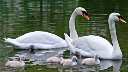 swan family - bird, cygnet, water, swan