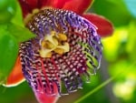 Passion flower