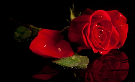 Red Rose - nature, pretty, rose, flower