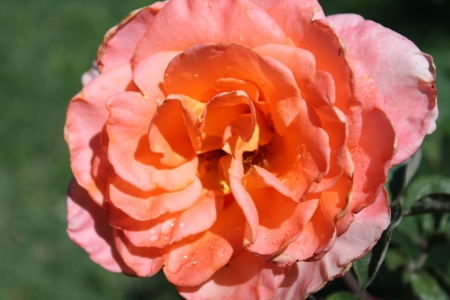 Orange Rose - rose, flower, orange, photo