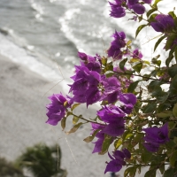 Beach Flowers