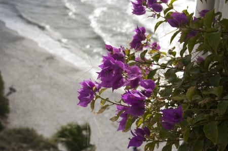 Beach Flowers