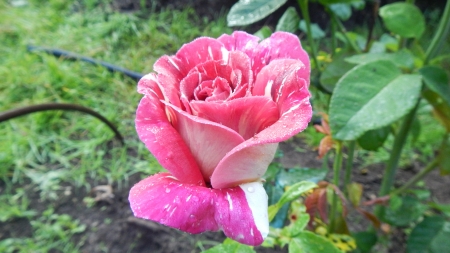 Pink Rose - blossoms, petals, plant, leaves, garden, flower