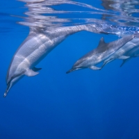 Dolphins in the Sea