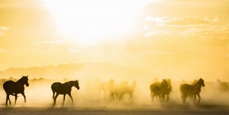 Silhouette of Horses in Foggy Sunlight - Animals, Nature, Fog, Horses, Sunlight