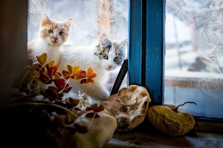 Cats Peering through Frosty Window - windows, frost, animals, cats, winter, cute