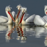 Beautiful Pelicans in Reflective Water