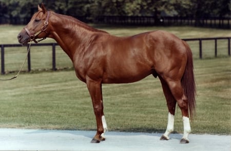 Secretariat - Horse - wide screen, thoroughbred, equine, photography, thorobred, horse, beautiful, animal, photo