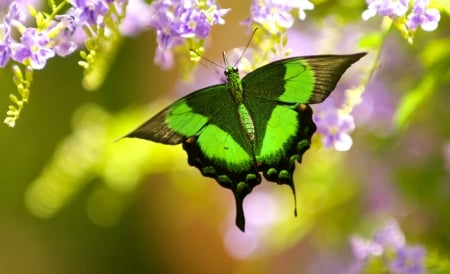 Spring Butterfly - purple, butterfly, green, flowers, spring