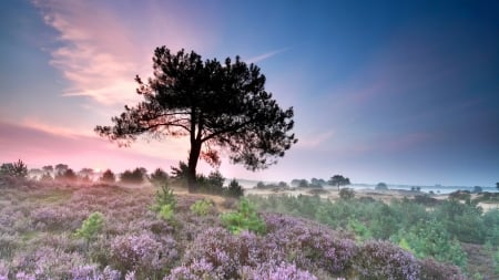 Spring Morning - clouds, horizon, scenery, spring, morning, tree, flowers, nature, sky