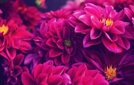 Dahlias - nature, closeup, flowers, petals