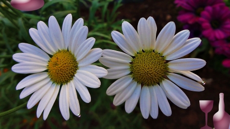 bibi - park, melody, flower, spring