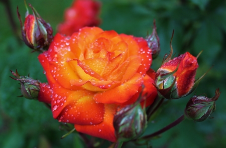 Tequila Sunrise rose - Tequila Sunrise, garden, rose, beauty, sunrise, rose bush, flower