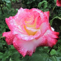 Double Delight rose