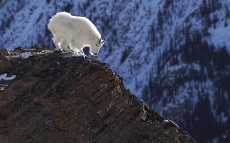 mountain goat - edge, peak, goat, mountain