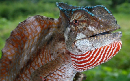 chameleon - animal, lizard, reptile, chameleon