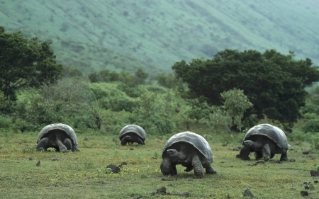 tortoise - grass, tortoise, animal, tree