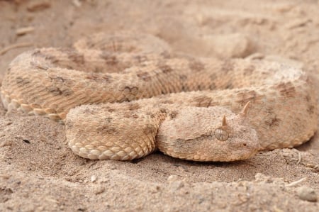 Saharan Horned Viper - Viper, Saharan Horned Viper, snake, venomous, camo, animal, reptile, dangerous, Cerastes cerastes