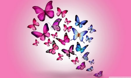 Butterflies - insects, Butterflies, animals, wild