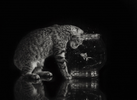 Hello, friend! - water, summer, cat, black, pisica, white, animal, kitten, bw, tara lesher, fish