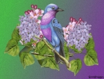 BIRD ON LILACS