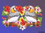 ZEBRA FINCHES