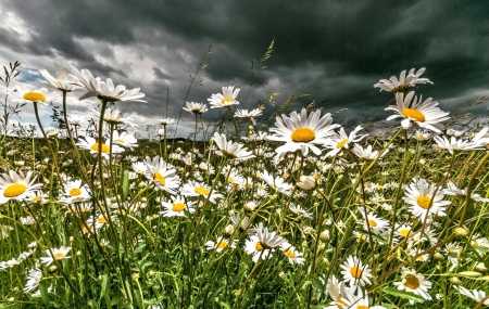 Chamomile Flowers - Chamomile, Flower, Nature, Sky