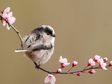 Tit on a Branch of Cherry Blossoms - blossoms, tit, bird, flowers, cherry, trees, nature, branch