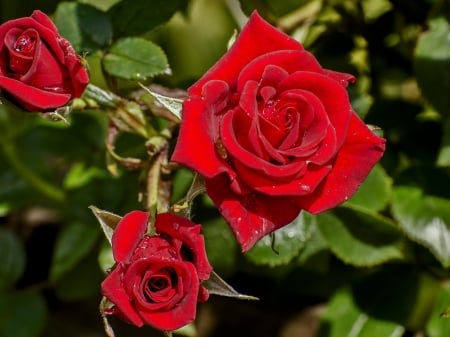 Dew Drops on Red Roses - roses, buds, drops, petals, flowers, nature, dew, red, macro