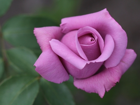 Purple Rose - nature, purple, rose, flower, petals