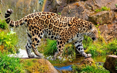 Wild Leopard - Cat F - leopard, beautiful, photography, photo, wide screen, animal, feline, cats, wildlife