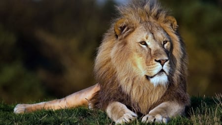 Lion in the Grass - beautiful, photography, photo, wide screen, animal, feline, cats, lion, wildlife