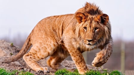 Lion on the Prowl F - wildlife, wide screen, lion, photography, feline, cats, beautiful, animal, photo