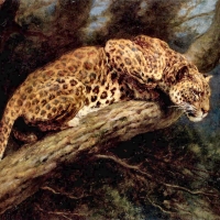 Suspense - Leopard