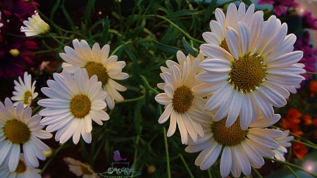 hold me till the morning comes - park, melody, flower, spring