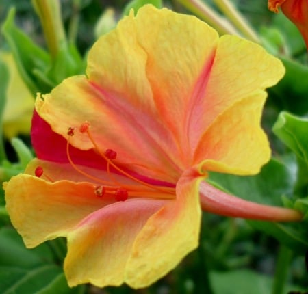 LILY - leaves, petals, colors, stem