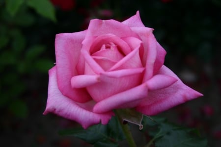 ROSE - leaves, petals, colors, stem