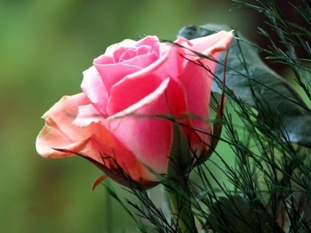 ROSE - petals, leave, colors, stem