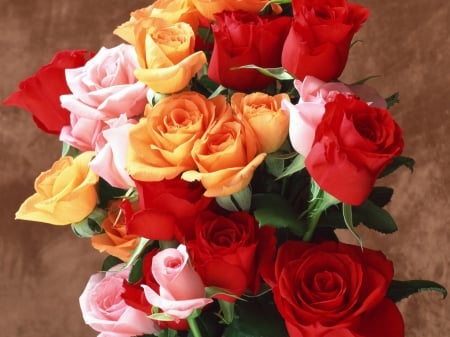 ROSES - leaves, stems, petals, color