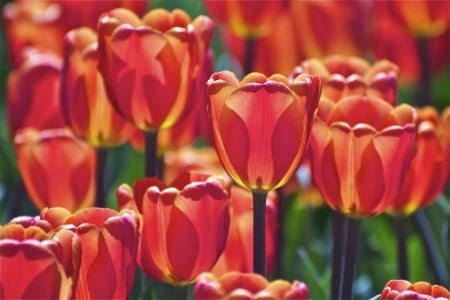 TULIPS - leaves, stems, colors, petal