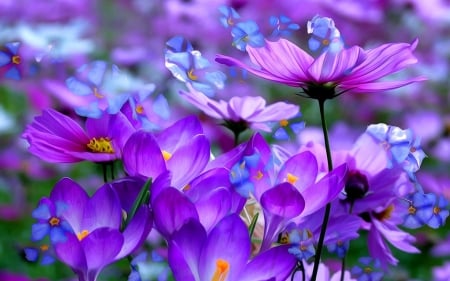 CROCUS - leaves, petals, color, stem