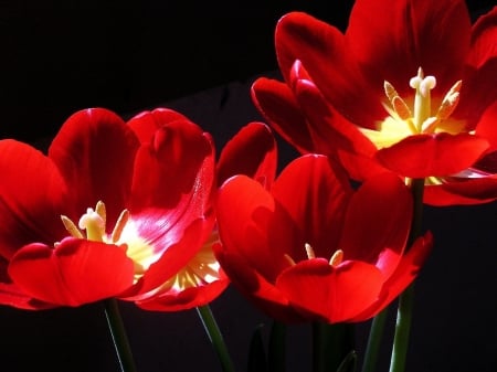 TULIPS - stems, petals, nature, color